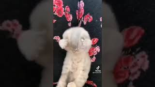 какие милашки #shorts #котики#милашки