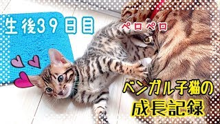 【生後39日目】ベンガル猫ベルの子猫の成長記録