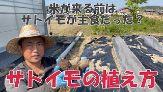 やっぱり植えておきますサトイモ！堆肥と水と肥料で簡単な野菜の部類だと思います。