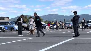 20241020【北海道犬協会】東北支部展覧会 稚犬牡組