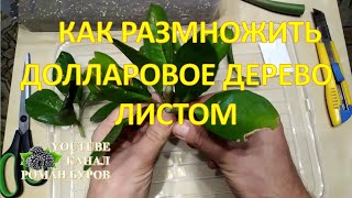 Размножение замиокулькаса листом. Как размножить долларовое дерево. Как выращивать замиокулькас.