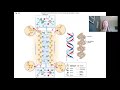 Microbiology Genetics (Chapter 8) Part I