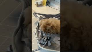 혓바닥 낼름 🐶🤍 | 말티푸제리 #말티푸 #maltipoo #shorts