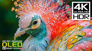 Incredible 4K Video HDR Clarity | Real 60FPS Dolby Vision OLED TEST (8K/4K Ultra HD TV)