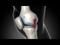 Anatomy of knee pain