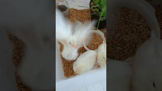 ３羽のヒヨコ、ヒーター切ってお引越し #chick #ひよこ