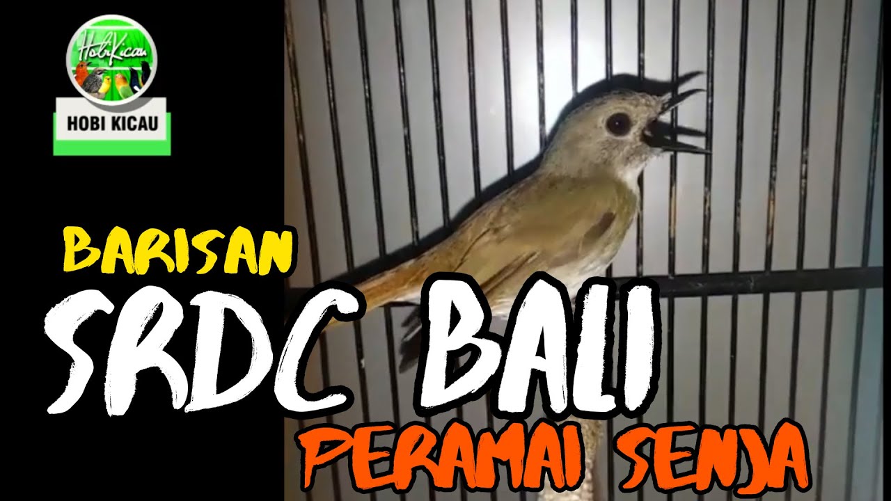100 Burung Srdc