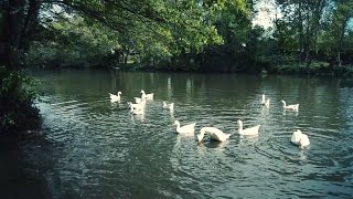 Relaxing Ducks on a calm Lake for Sleeping all Night