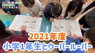 小学1年生【2021年度】と9匹のウーパールーパー(6ヶ月の飼育を終えて帰ってきました)