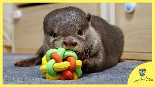 【手先の器用さテスト】カワウソのビンゴはボールの中のジャーキー取れる？取れない？Otter Bingo anxious to get his kibble out of the toy ball