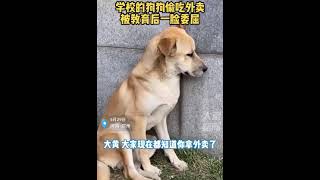 學校的狗狗偷吃外賣，被教育後一臉委屈 #狗狗  #流浪動物#浪浪