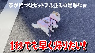 家が見えるとピットブル並みに馬力を出して走りだすチワワがこちらｗ