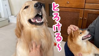 【至福の時間】とろける笑顔で飼い主に幸せを与えてくれる豆柴とゴールデンレトリバー