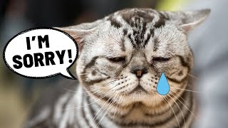 How Cats Apologize to Humans (NOT What You Think!)