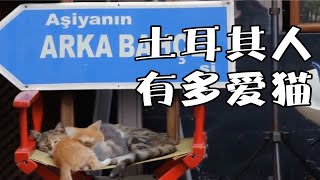 土耳其人有多爱猫