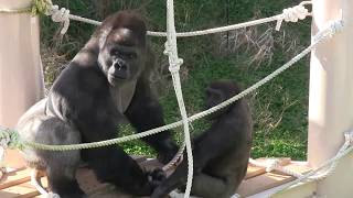 シャバーニと息子キヨマサ29  Dad Shabani \u0026 son Kiyomasa