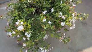 Indian Jasmine, Kagada Malli, Star Jasmine