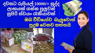 දවසට රුපියල් 10000/= ලේසියෙන්ම උපයන්න පුලුවන් එක බෝතලයකින් රුපියල් 125/= ලාභයක් ගන්න පුලුවන්