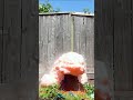 slow motion elephant toothpaste experiment for my sons science fair shorts