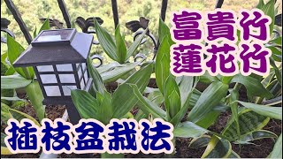 [DIY達人#95] 富貴竹/蓮花竹插枝栽種方法