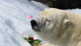 怖い下り方 みゆきちゃん 王子動物園 ホッキョクグマ (Polar Bear・Miyuki・Kobe)