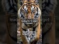 world s deadliest man eater the champawat tiger