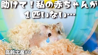 赤ちゃんを一生懸命探す五つ子のママ。高齢ハムスターの子育て6～9日目【出産】