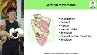 How your baby passes through your Pelvis during labor and birth