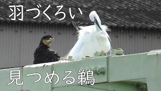 羽づくろいする白鷺を見つめる鵜