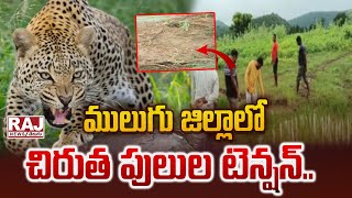 ములుగు జిల్లాలో చిరుత పులుల టెన్షన్ || Leopard Wandering in Mulugu District || Raj News Telugu