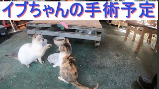 イブちゃんの避妊手術予定日が決まりました(´;ω;｀)