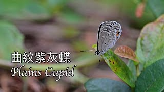 曲紋紫灰蝶 Plains Cupid