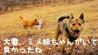 大雪の散歩ができるのは、ミメのお蔭です🐺🐾😊(4月8日)