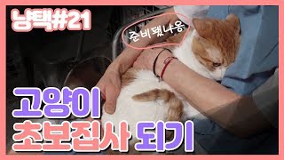 냥택) 21 고양이 초보집사님들! 냥이 데려오면 이것부터!