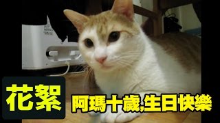 後宮花絮【恭賀阿瑪十歲生日】