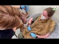 video newborn orangutan s health continuing to improve