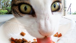 かわいいさくらねこ地域猫にカルカン(kalkan)とシーバ(Sheba)を給餌した警戒しながら素早く食べた 野良猫 感動猫動画