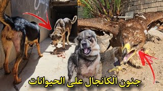 شراسه كلبي الكانجال على لوسي و روك عجيب _ سبحت الكلاب ونظفت البيوت _ جنون النسر العملاق 😨