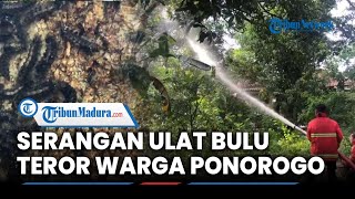 Teror Ulat Bulu di Ponorogo, Damkar Turun Tangan, Semprotkan Air Detergen