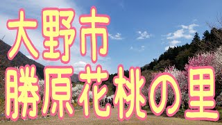 勝原花桃の里【福井県大野市】