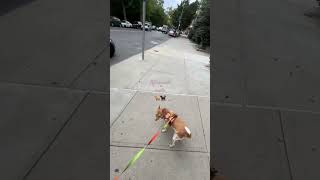 MeeMee the beagle 🐩 Charlie the chihuahua 🐕 Strolling on home 🏡 #doggies #NYC #furlife #happy