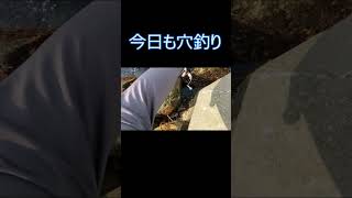 【穴釣り】今日も穴釣り！これは珍しい秋の高級魚！？#shorts