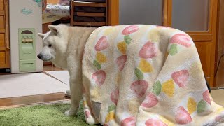 おばあちゃんの誕生日、恥ずかしくておめでとうが言えない柴犬