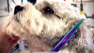 Grooming a Shih Poo (Part 1 of 2)