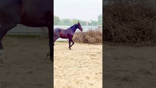 #Colt Poras Rohna Stud Farm #horser #horselover #horseriding #heavyhorse #sidhumoosewala