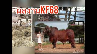 ผลงานkf68#kf68#ลูกkf68