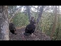 viewer discretion advice elder eaglet kill little sibling kaljukotkas 2 golden eagle jul 7 24