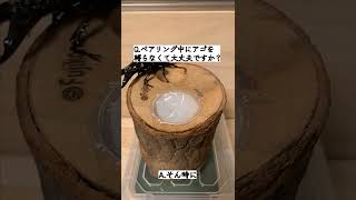 【Q\u0026A】ペアリング中に♂の顎を縛らなくていいんですか？