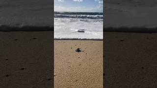 自然の厳しさを教えられる映像がヤバすぎる‼︎ Video showing the harshness of nature🐢