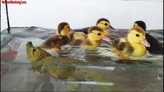 5 anak bebek berenang di kejar seekor buaya